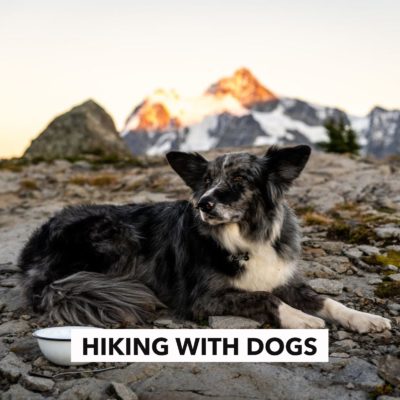 camping with canines - trailgate